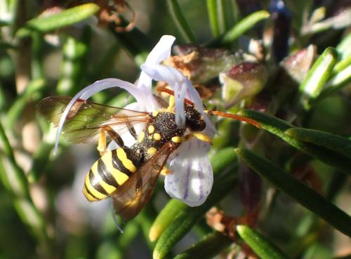 Nomada sp.